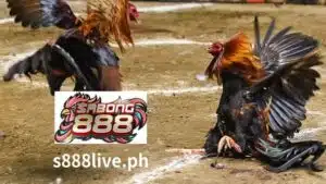 1. Ang Sabong ay isang sikat na isports ng sabong sa Pilipinas. Tinatayang mahigit 30 milyong sabong ang ginaganap sa bansa kada taon.