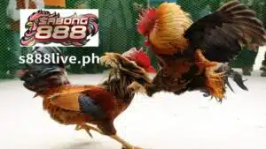 Ang kinabukasan ng online na pagtaya ay nasa mga online na platform ng pagtaya sa sabong.