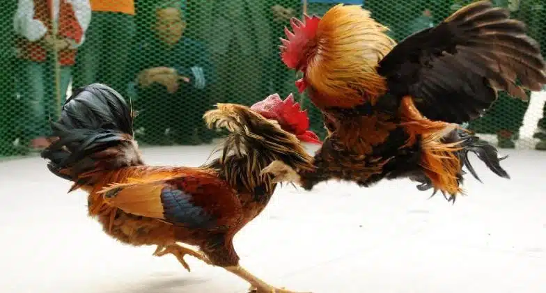 How Sabong International Is Bringing The Thrill Of Cockfighting To The World