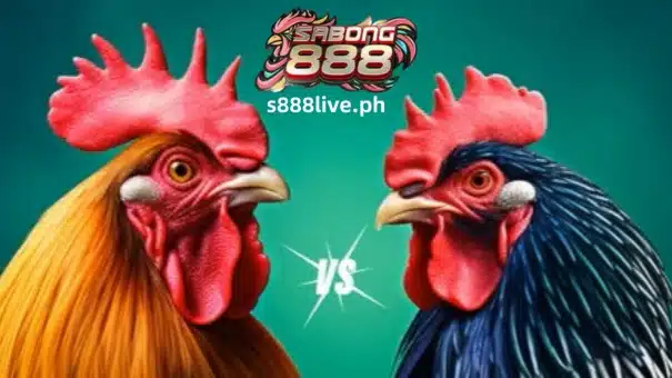 Mapagpanggap na mga tip at payo, ito ang pinaka orihinal, tradisyonal na payo na mababasa mo. Simula nang opisyal na i-regulate ng PAGCOR ang online cockfighting (sabong) noong unang bahagi ng 2021, ang S888 LIVE ay nangolekta ng impormasyon sa mga aktibidad sa paglalaro.