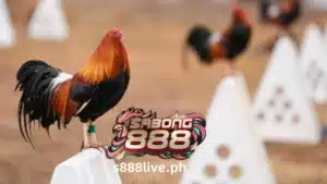 Sa Pilipinas, kung saan ang tradisyon ay may malakas na tibok, ang pangalang "penny cockfighting" ay umaalingawngaw sa mga arena na puno ng masigasig na mga manonood. Mga inapo ng mga henerasyon ng kagitingan at pinanday sa labanan, ang mga may balahibong atleta na ito ay may espesyal na lugar sa tanawin ng kultura ng Pilipinas. Sundan ang S888 LIVE para matuto pa tungkol sa kasaysayan, mga katangian at pangmatagalang pamana ng mga maringal na ibong ito.