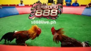 Sa mga nagdaang taon, ang online cockfighting ng S888 LIVE ay naging napakapopular sa Pilipinas. Ang tradisyunal na kaganapang pangkultura ay online na ngayon, na nagpapahintulot sa mga tagahanga na manood at tumaya sa mga sabong mula sa bahay.