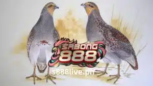 Kilala sa kanilang mga natatanging katangian at kontribusyon sa kultural at sporting landscape, ang mga grey game bird ay mayroong espesyal na lugar sa puso ng S888 LIVE at ng kanilang mga breeder.