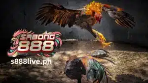 Sa pumipintig na sentro ng sabong, kung saan ang mga balahibo ay lumilipad at adrenaline surge, isang lahi ang naghahari: ang Asir cockfighting cock. Sa loob ng maraming siglo, ang maringal na fighting cock na ito ay binihag ang mga mahilig sa kanyang walang kapantay na athleticism, mabangis na espiritu at angkan na umaabot sa libu-libong taon. Kung bago ka sa mundo ng Sabon, o nabighani lang sa mga iconic na manlalaro nito, ipasok ang S888 LIVE para malaman ang tungkol sa alamat ni Asir.