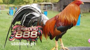 Sa gitna ng S888 LIVE, kung saan ang hilig ay nakakatugon sa diskarte at ang mga balahibo ay lumilipad, naroroon ang isang lahi ng larong ibon na kilala sa kanyang katatagan at kagandahan: ang sweater cockfighting. Nagpapatunay ng mga henerasyon ng kahusayan sa pag-aanak, ang Sweater, na binuo ng maalamat na Johnny Jumper, ay handang maging sentro ng entablado sa arena.