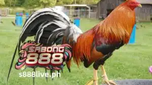 Sa gitna ng S888 LIVE, kung saan ang hilig ay nakakatugon sa diskarte at ang mga balahibo ay lumilipad, naroroon ang isang lahi ng larong ibon na kilala sa kanyang katatagan at kagandahan: ang sweater cockfighting. Nagpapatunay ng mga henerasyon ng kahusayan sa pag-aanak, ang Sweater, na binuo ng maalamat na Johnny Jumper, ay handang maging sentro ng entablado sa arena.